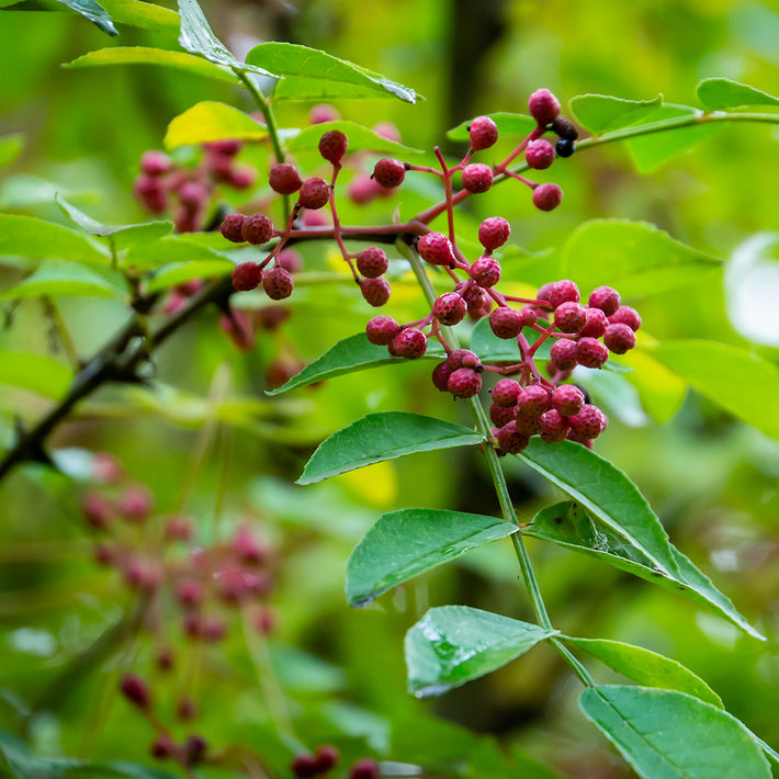Fresno espinoso - Zanthoxylum americanum