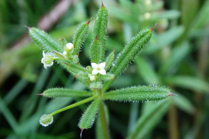 Galio - Galium aparine