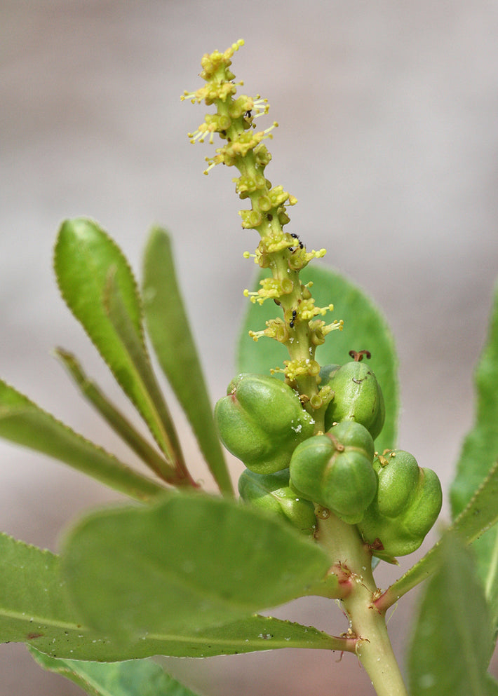 Stillingia - Stillingia sylvatica